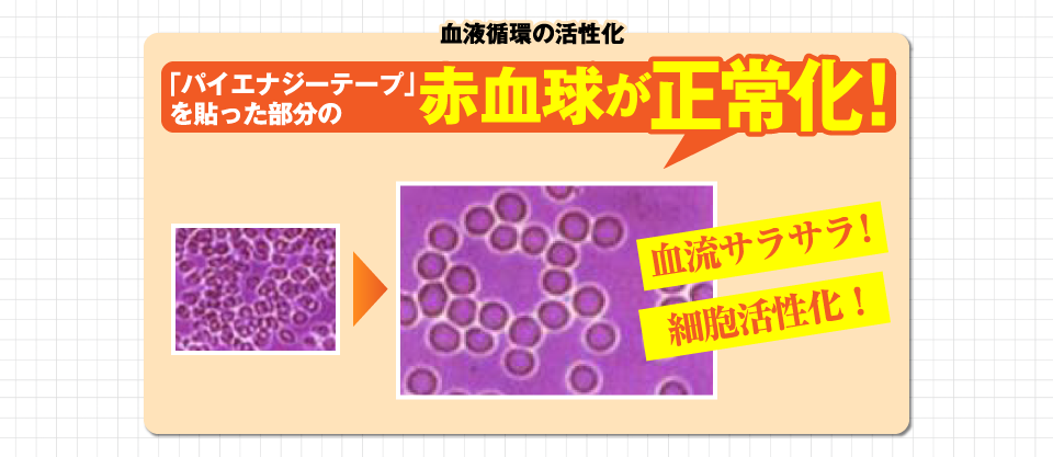 赤血球が正常化！